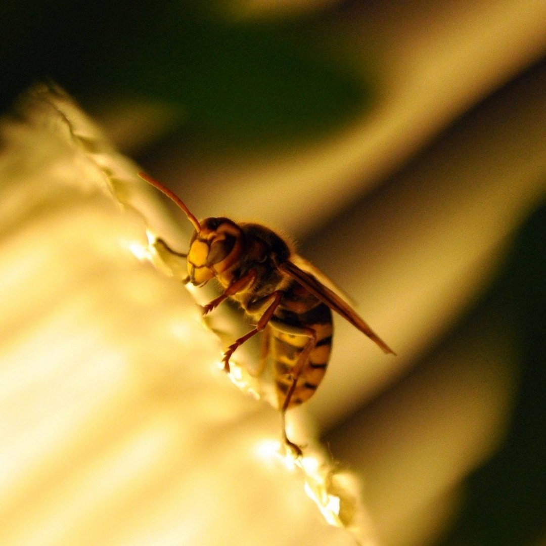 To bee or not to bee. A wasp. by Jernej