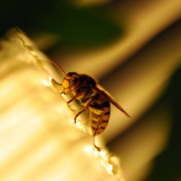 To bee or not to bee. A wasp. by Jernej