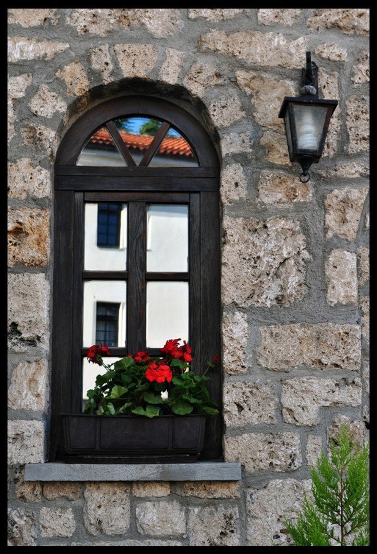 Pelargonium hortorum variegatum by Ivan Manić