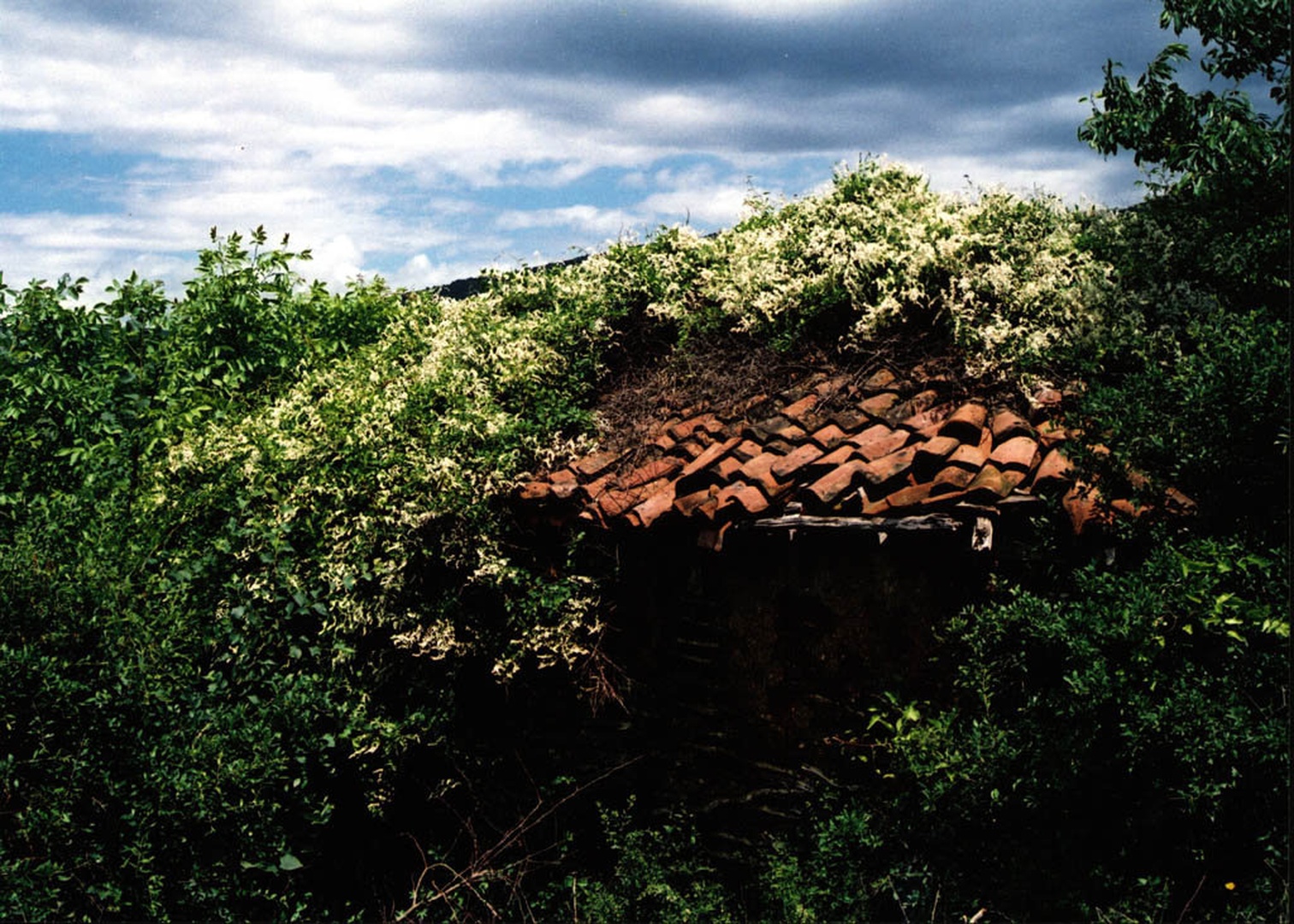 Krov by