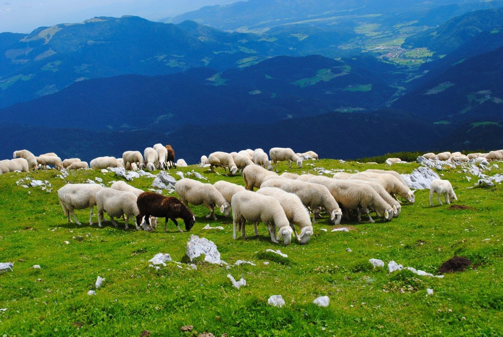 Ovčke na vrhu Raduhe by Aljoša Šumer
