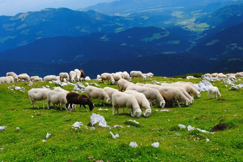 Ovčke na vrhu Raduhe by Aljoša Šumer