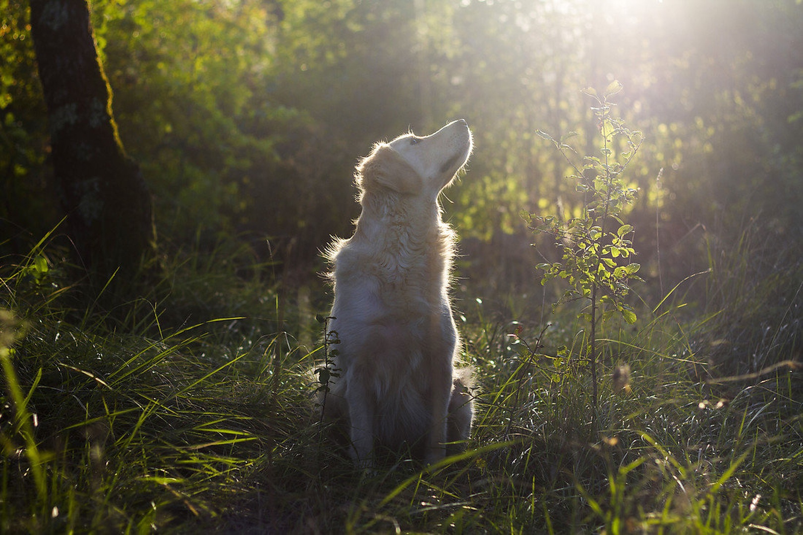 Sunlight by Grega Krečič