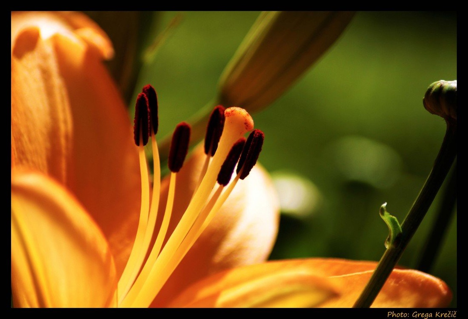 Yellow flower by Grega Krečič