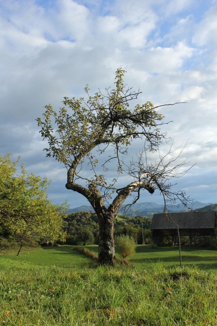 Starešina by Peter