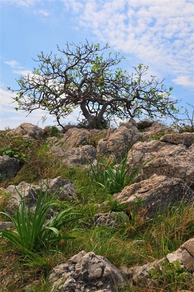 Bonsai...:) by skWarC