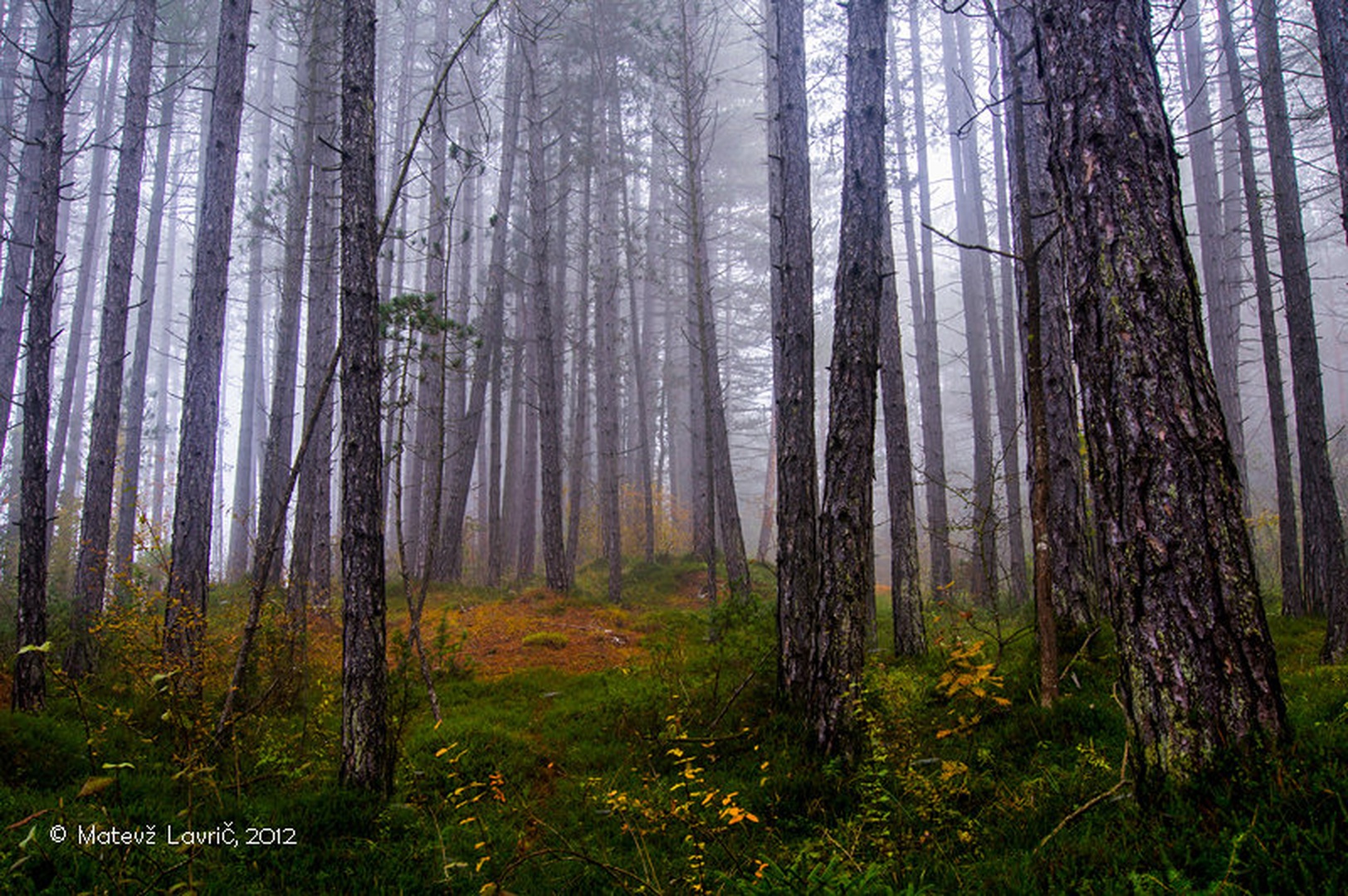 forest by Matevž Lavrič