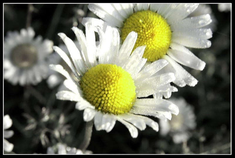 Cvet by Mrs. Jakov
