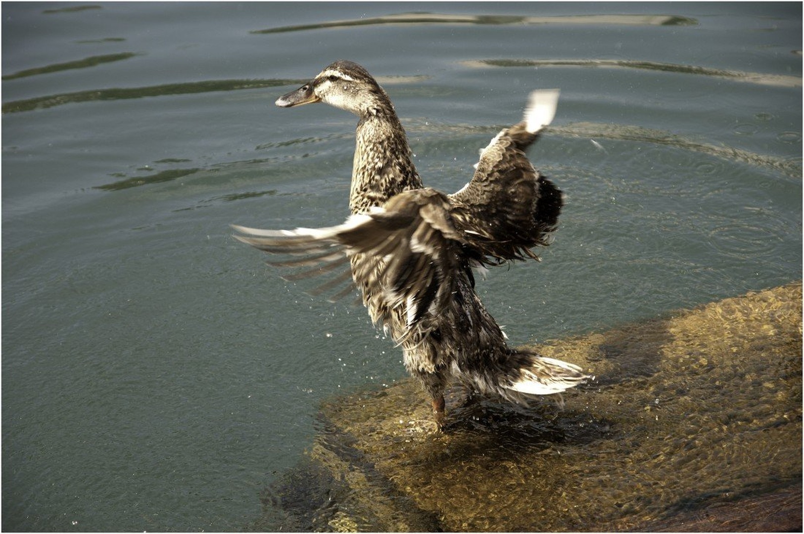 I can fly!! by Mrs. Jakov