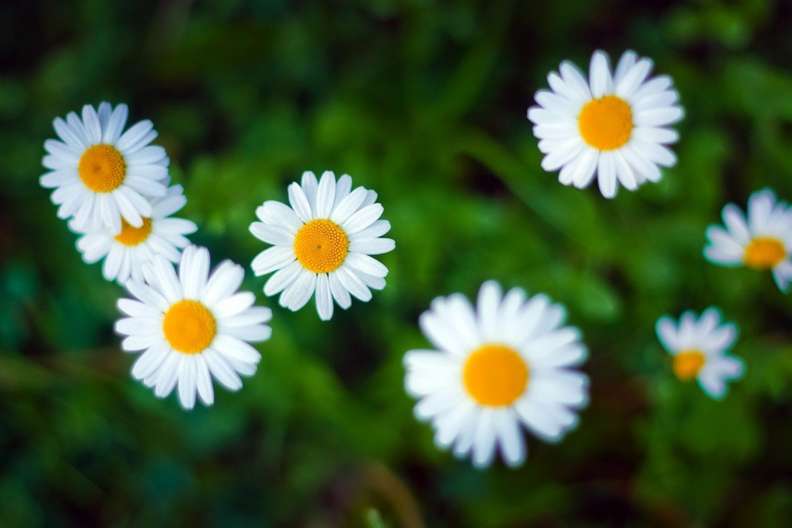 Flowers by