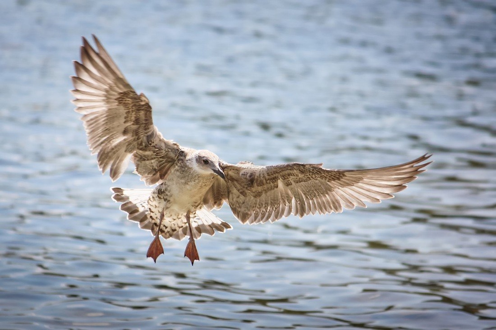 Flying... by