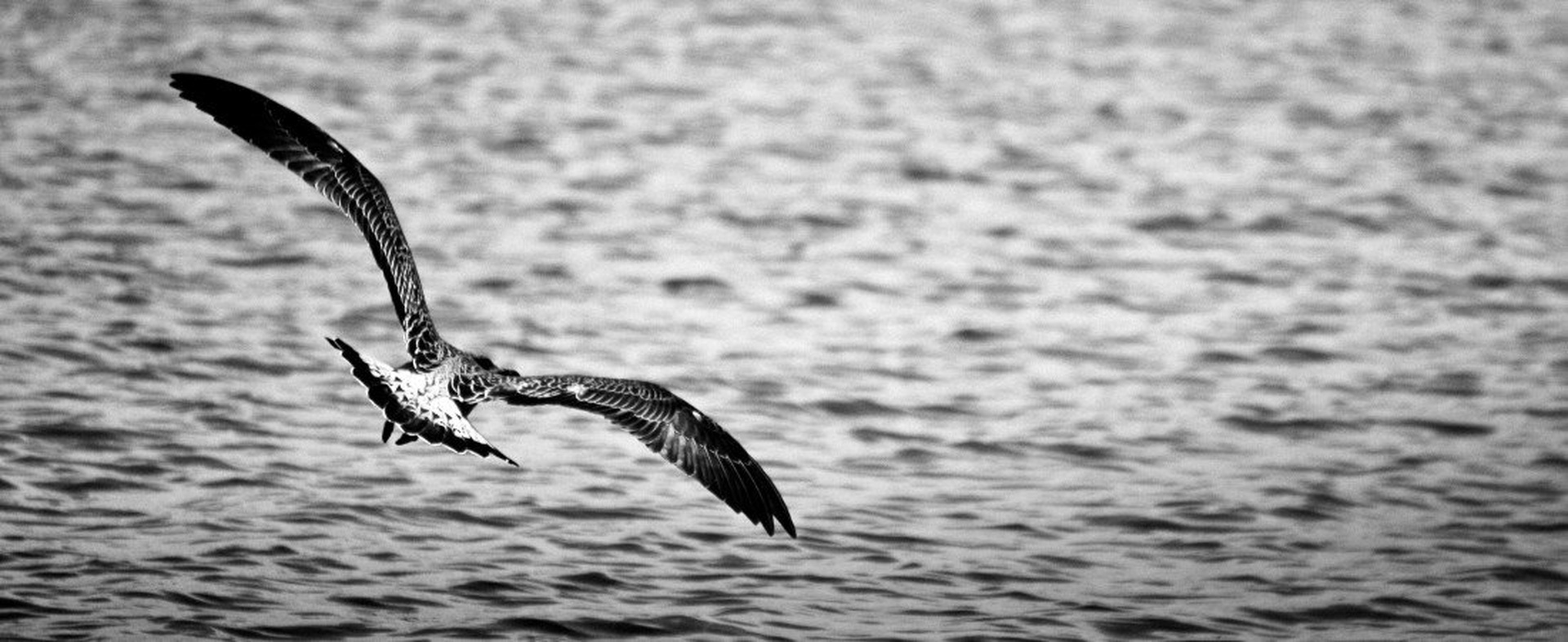 Galeb. by