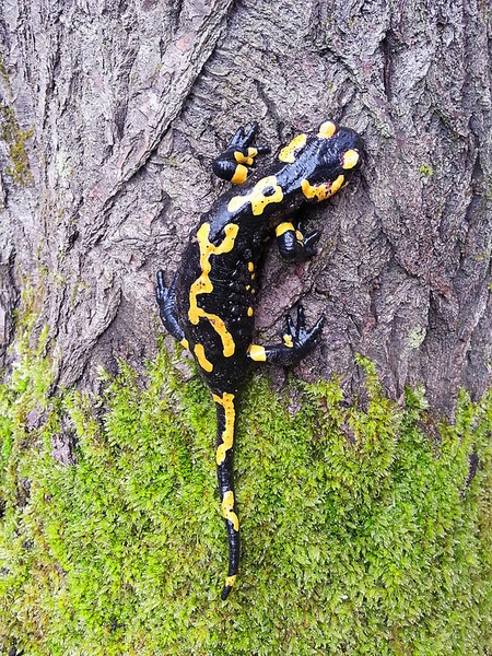 Salamandra salamandra by Fluid