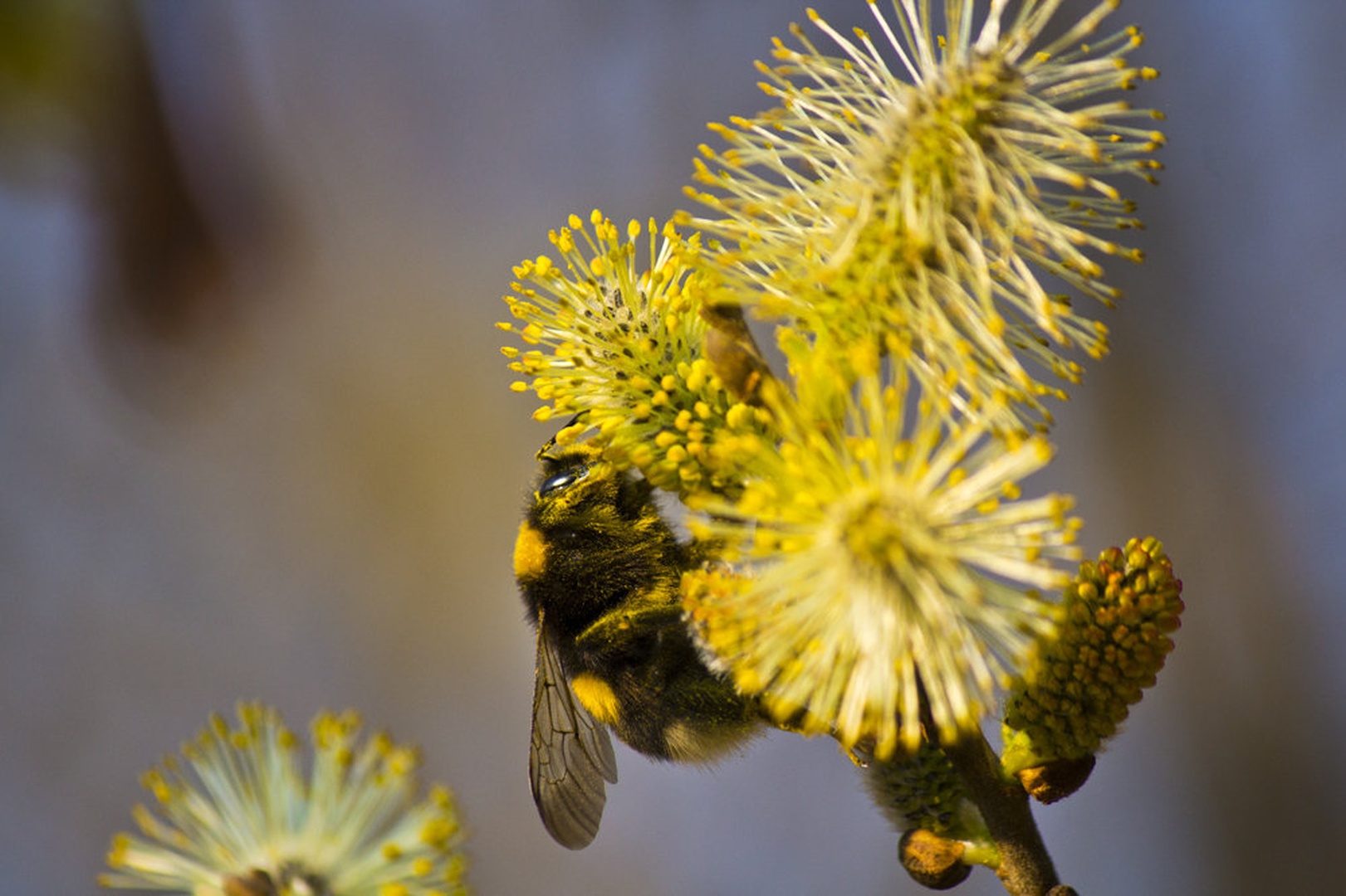 bumble bee by Matej Skubic