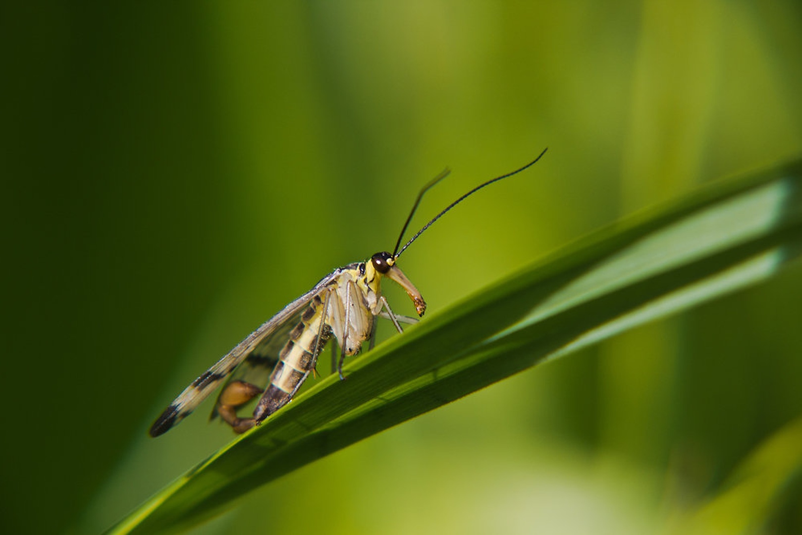 Liliput Put by Matej Skubic