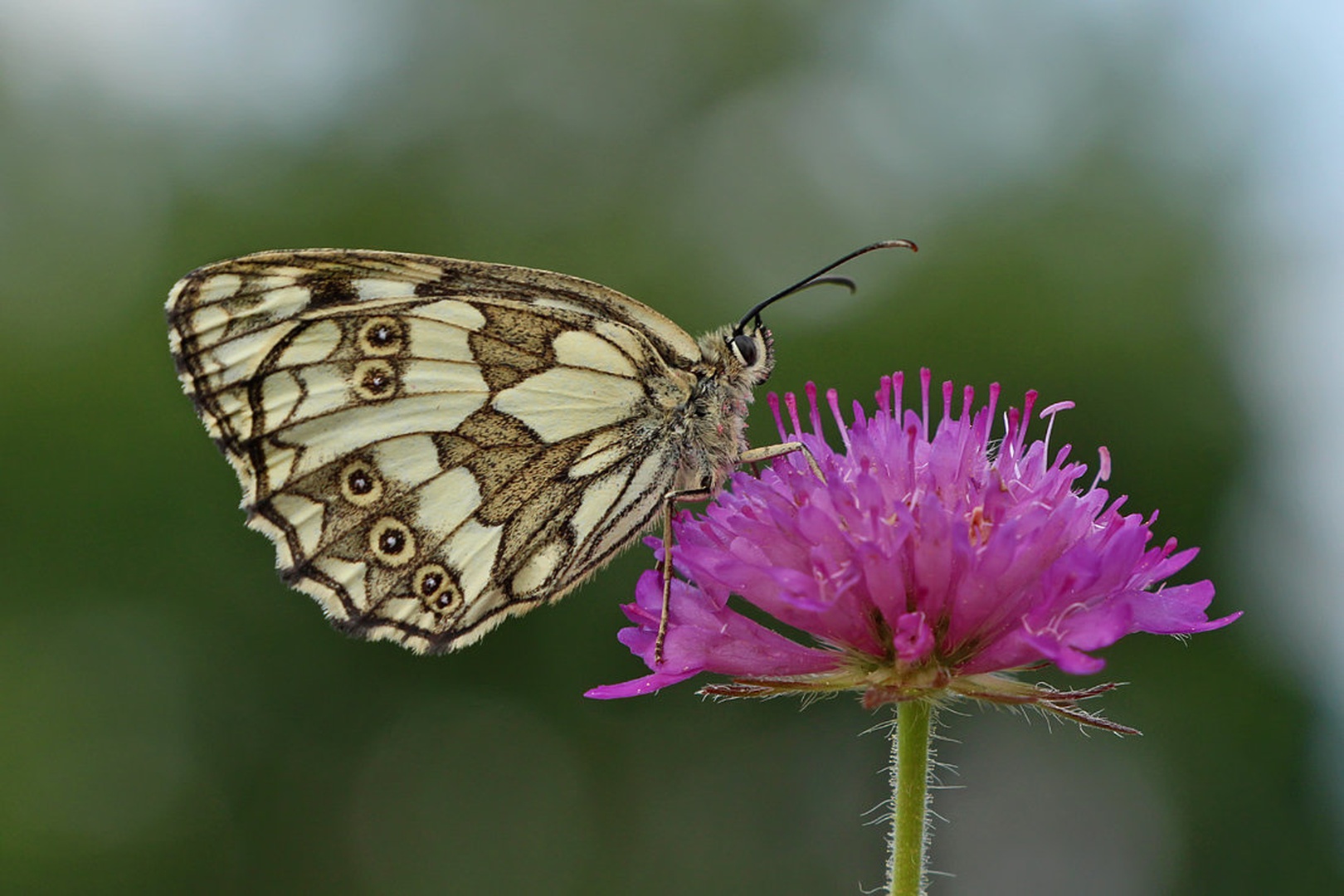Travniški lisar by Mojca Logar