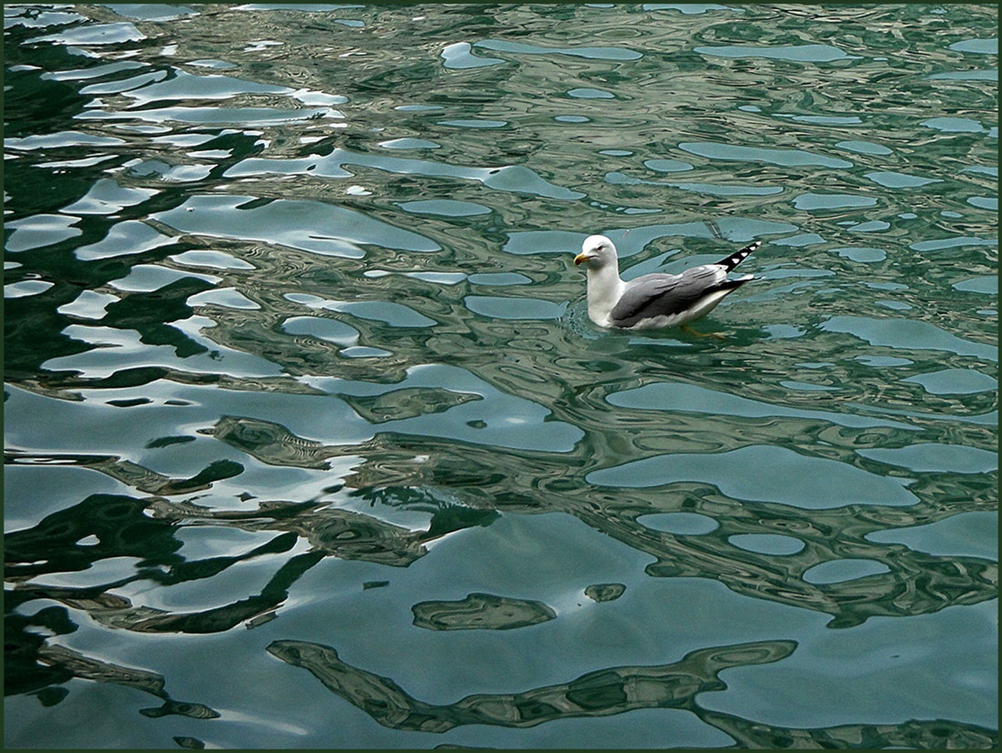Galeb by Mojca Logar