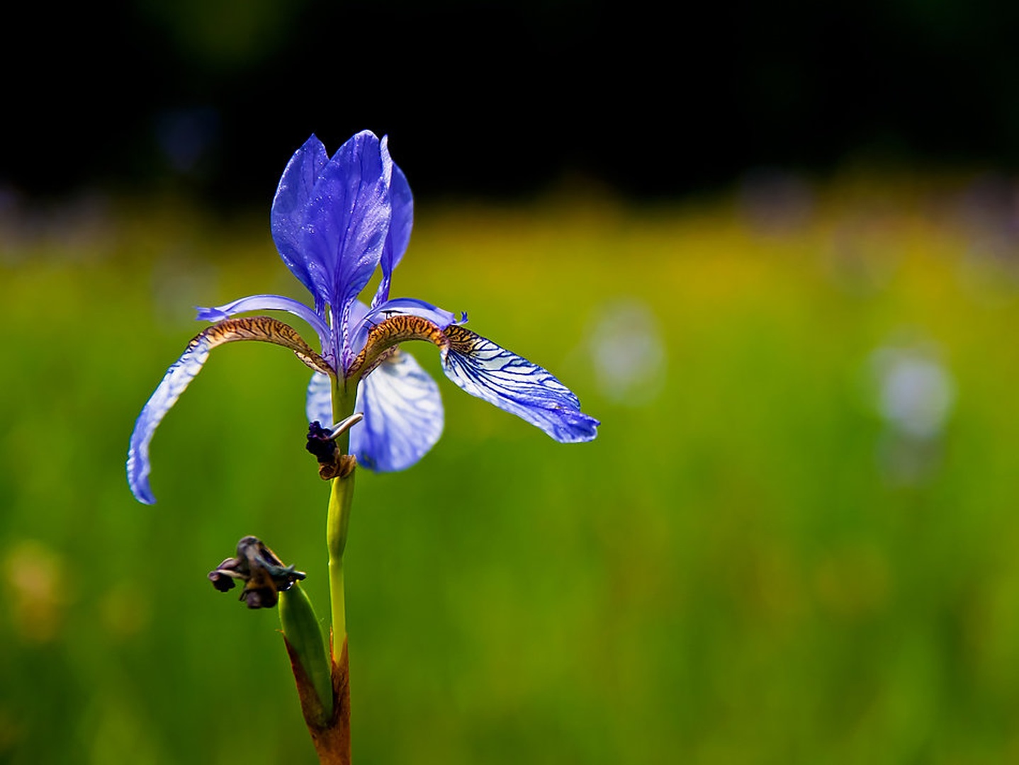Iris sibirica by Miha Šegula