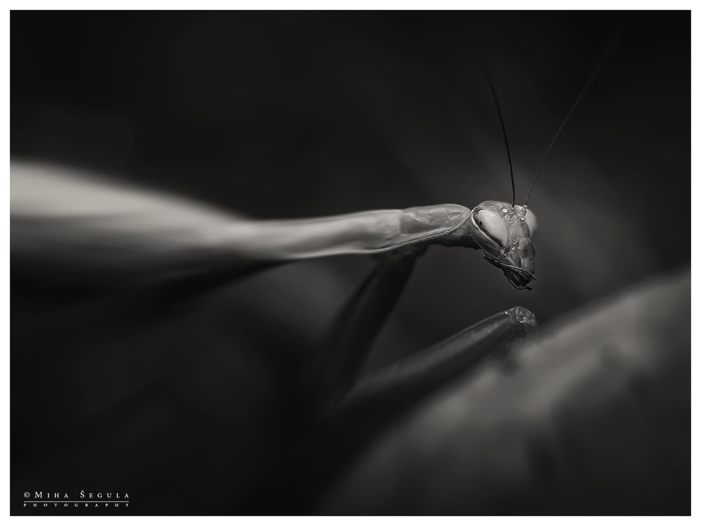 396 by Miha Šegula