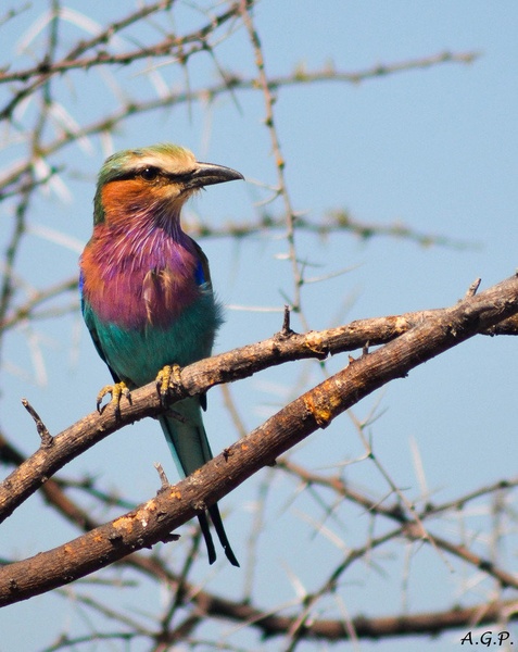 Lilac breasted roller by Aljaž