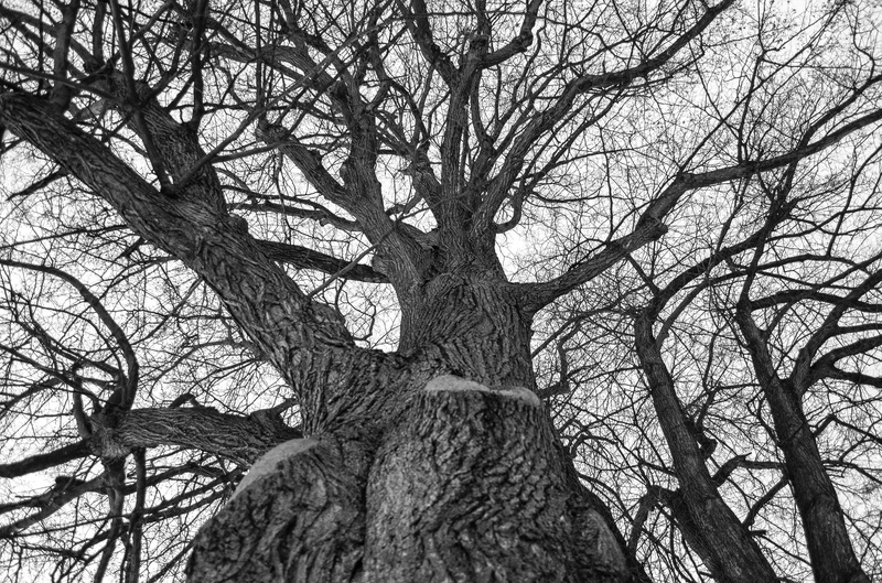 MIghty tree by Aljaž