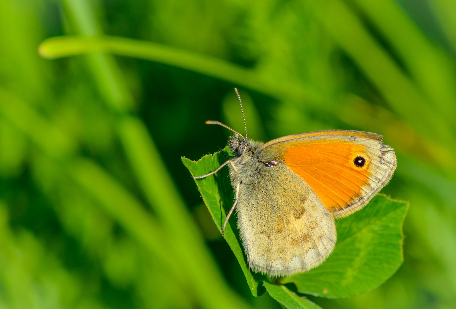 Coenonympha pamphilus (Mali rjavček) by Aljaž