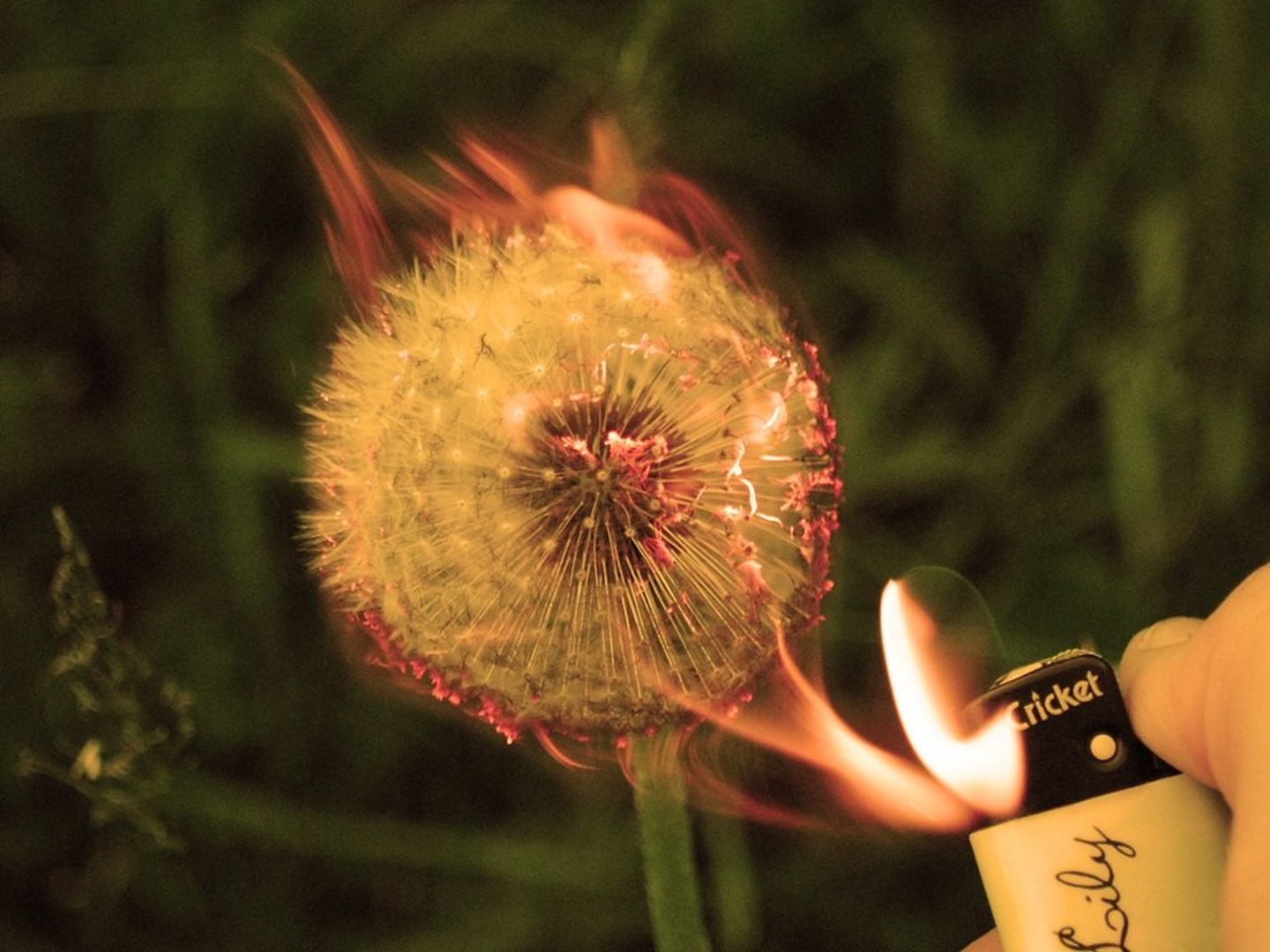 Dandelion light by Tina Lemon