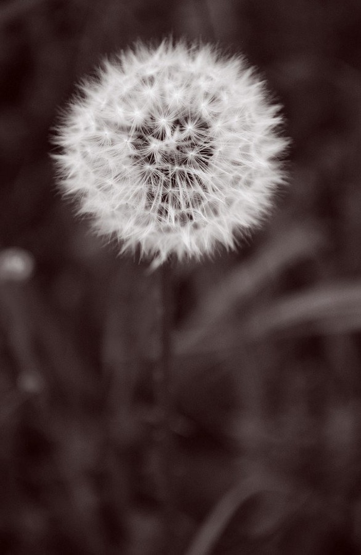 Dandelion Light by Tina Lemon