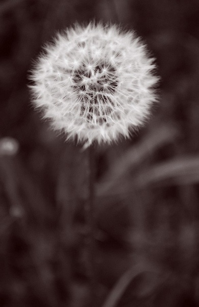 Dandelion Light by Tina Lemon