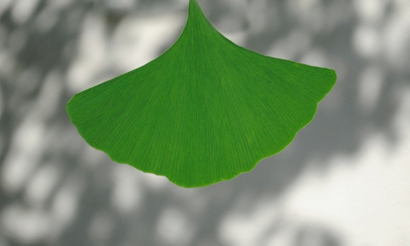 Leaf by Tina Lemon