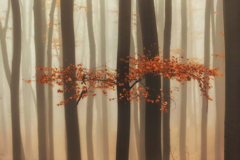 Mystical Forest by Kristijan