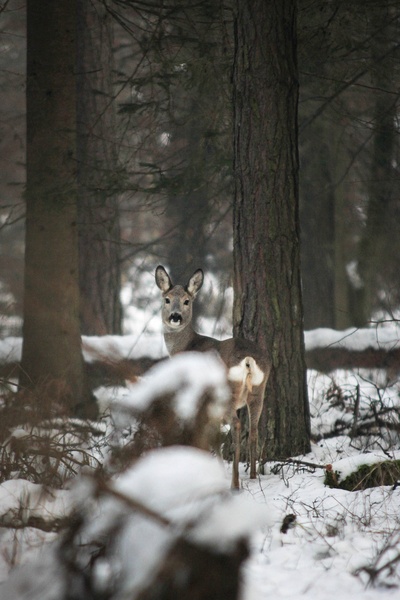 Oh hello :) by Eva Mustafa