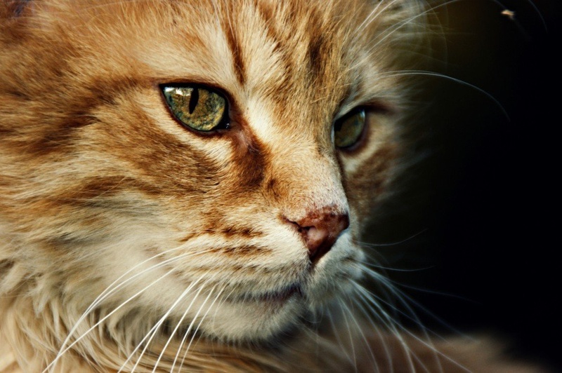 charlie by Luka Horvat