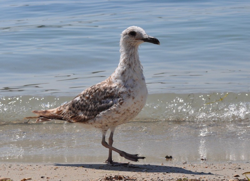 Galeb by Claudia