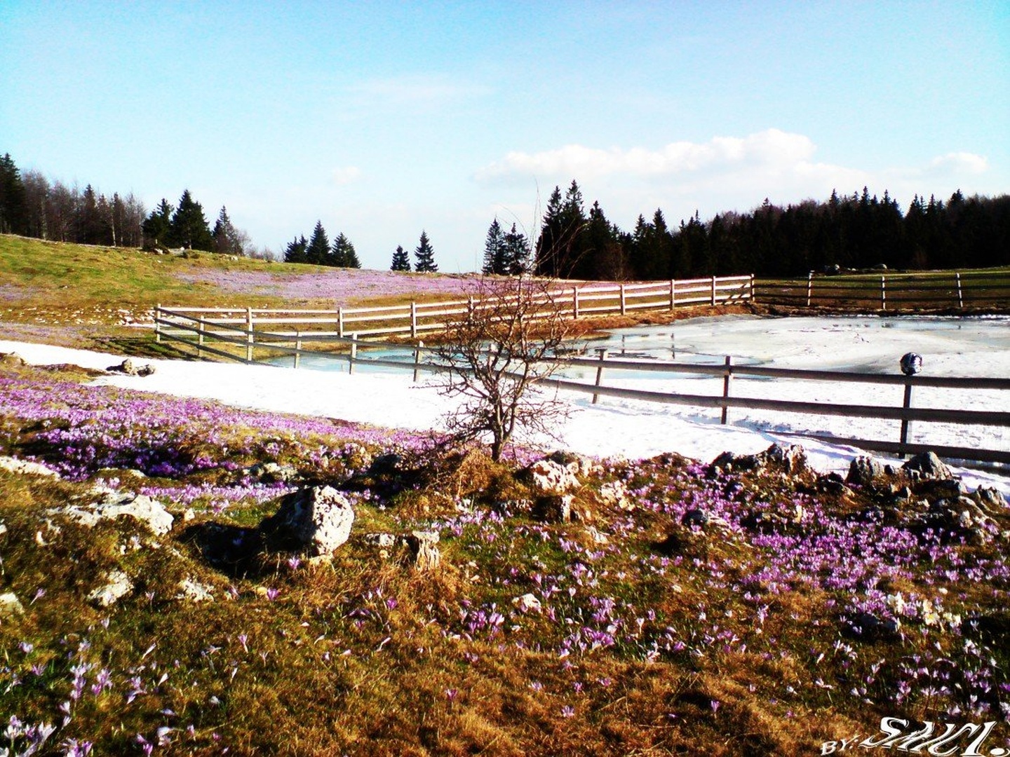 Winter or Spring.? by Lukans