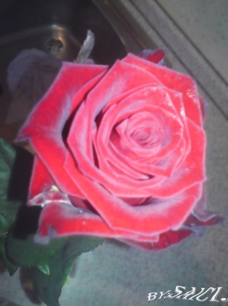 Valentine Rose by Lukans