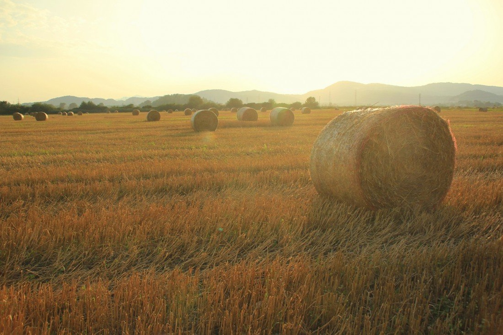 Bale by Sebastjan