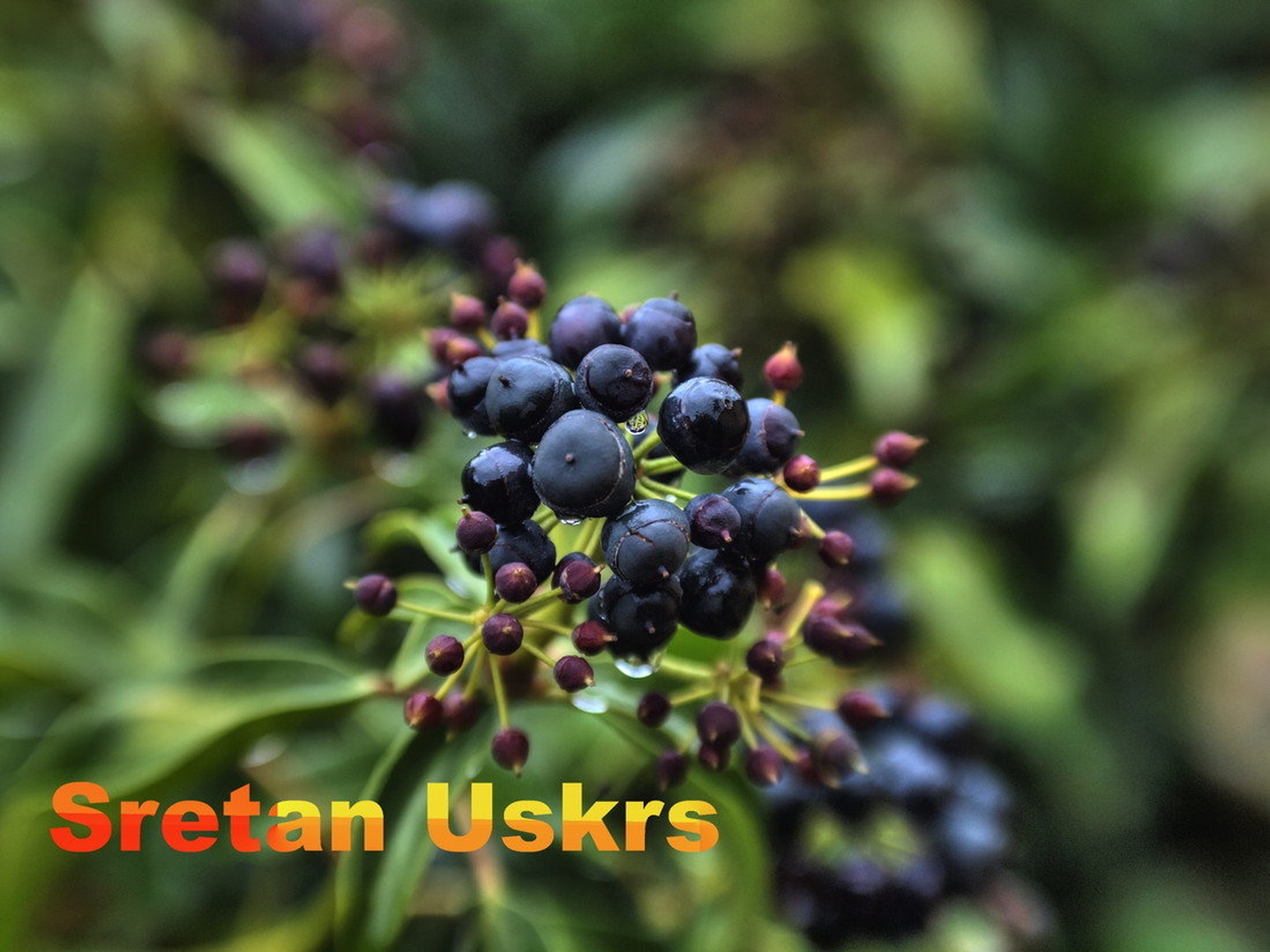 uskrs by gordan pavletic