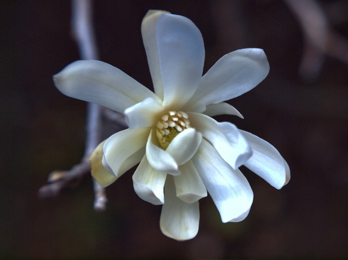 magnolija by gordan pavletic