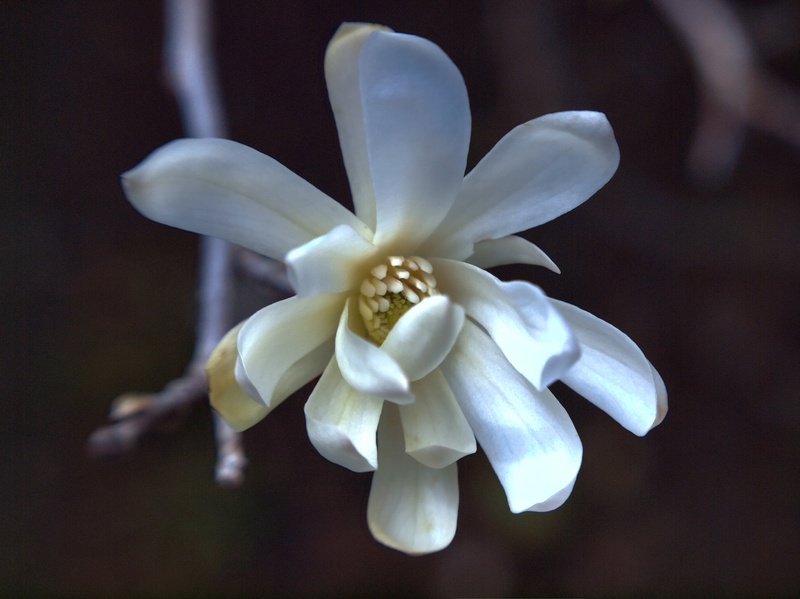 magnolija by gordan pavletic