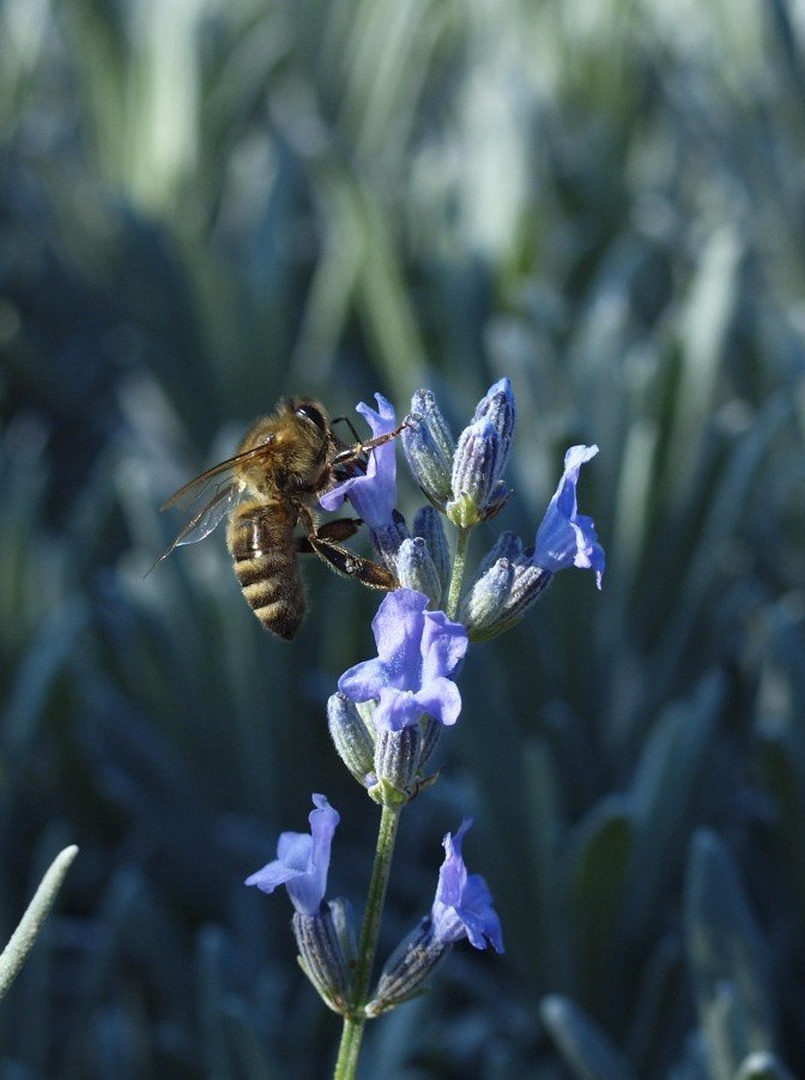 pčela i lavanda by gordan pavletic