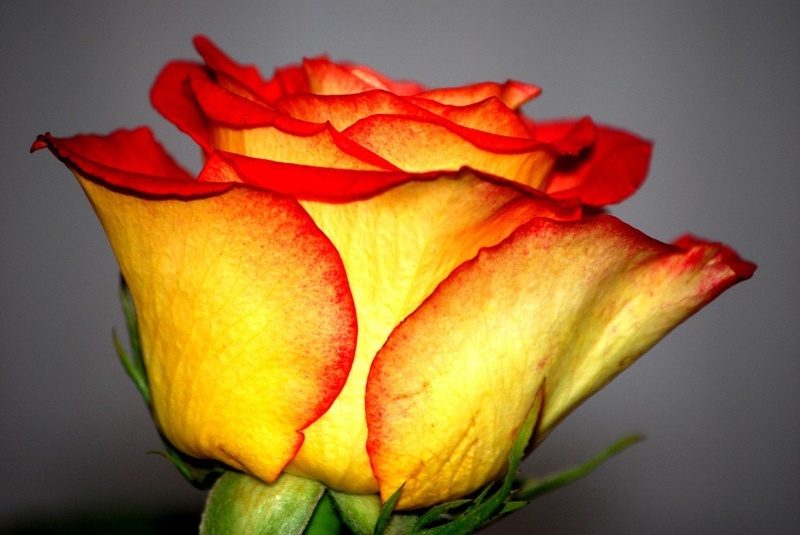red-yellow rose by GZy