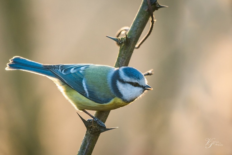 Plavček - Parus caeruleus by Tadej Vučko