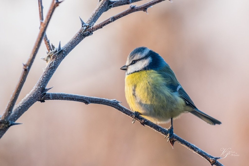 Plavček - Parus caeruleus by Tadej Vučko