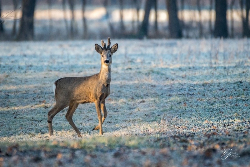 Srnjak - Capreolus capreolus by Tadej Vučko