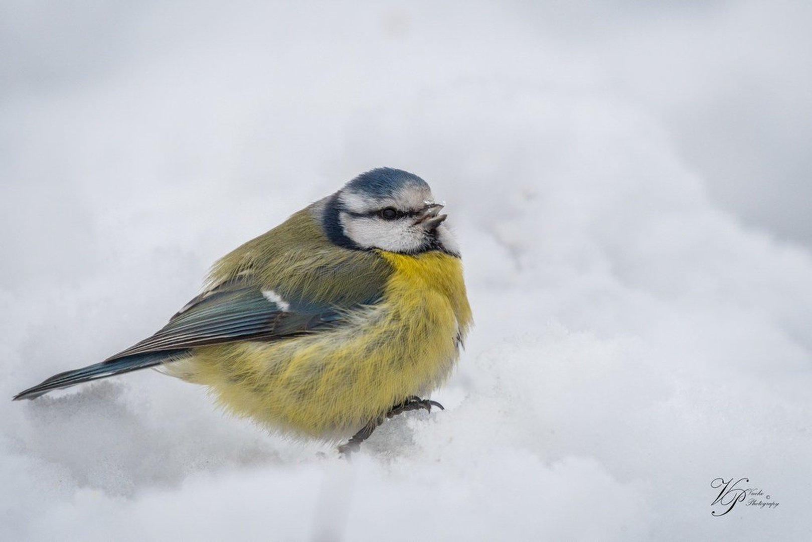 Plavček - Parus caeruleus by Tadej Vučko