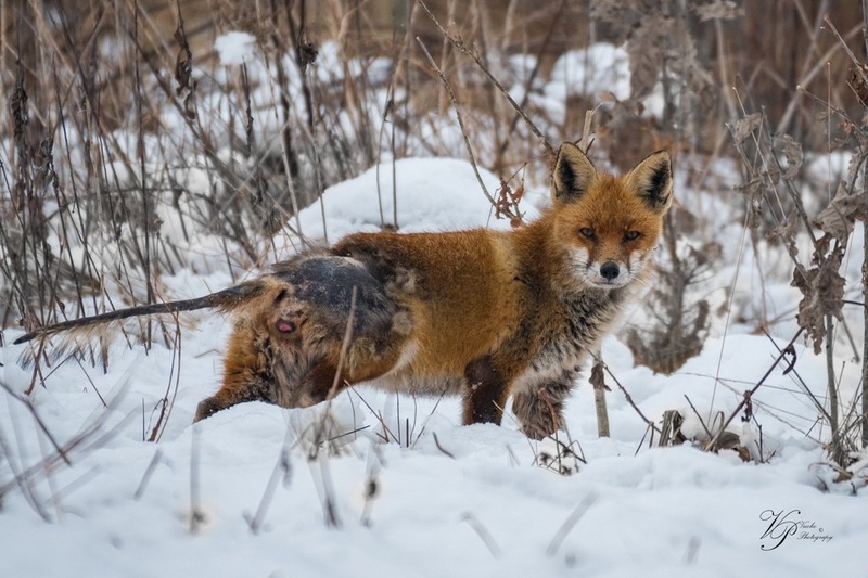 Lisica - Vulpes vulpes by Tadej Vučko