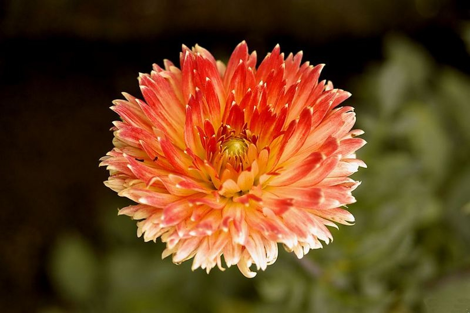 Dahlia by Tadej Vučko