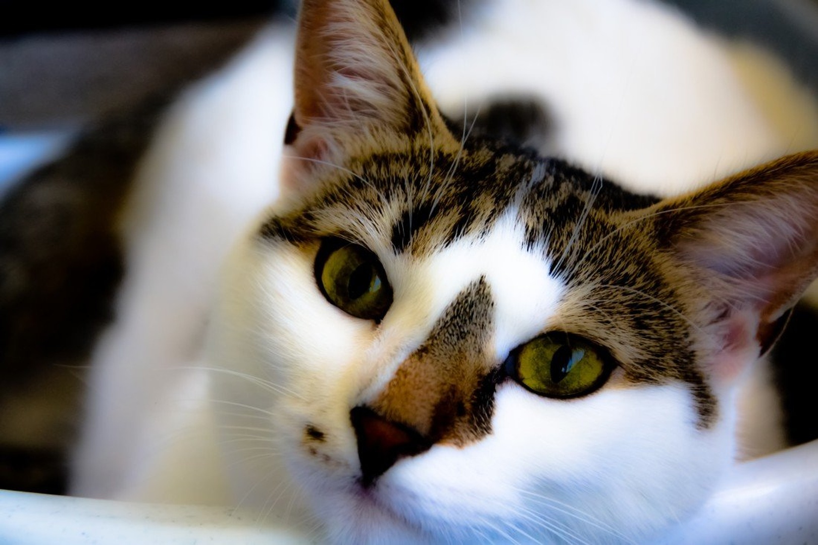 Cat by Jernej Cengle