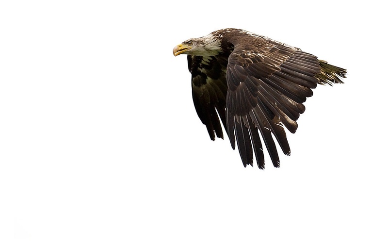 Eagle by Andrej Habjan